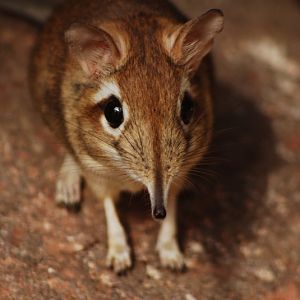 Rufous elephant Shrew