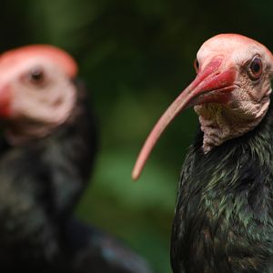 Southern bald ibis