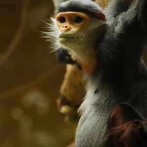 Douc langur