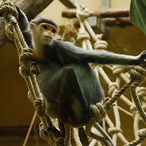 Douc langur