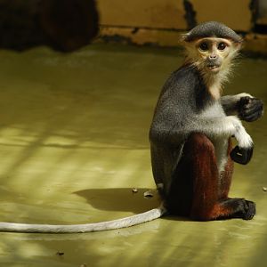 Young douc langur