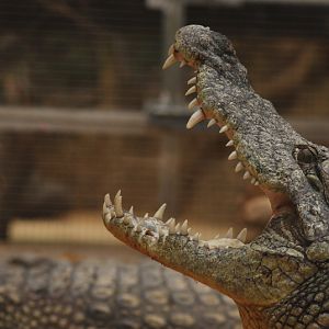 Nile corcodile