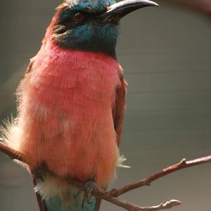 Blue-throated carmine bee-eater