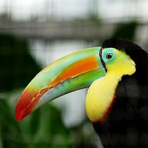 Keel billed toucan