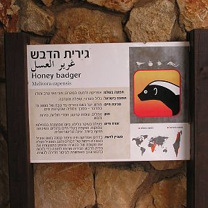 Honey badger's sign