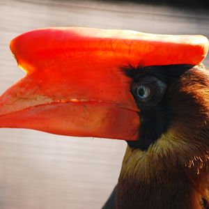 Luzon rufous hornbill