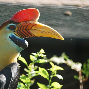 Sulawesi knobbed hornbill