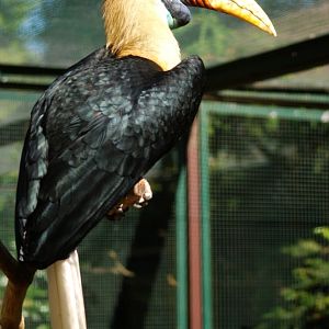 Sulawesi knobbed hornbill