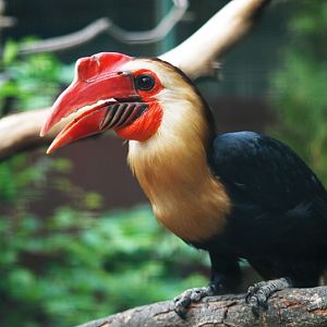 Mindanao Wrinkled Hornbill