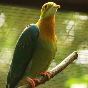 Pink-spotted fruit-dove
