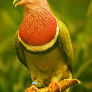 Pink-headed fruit-dove