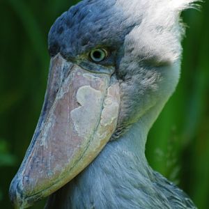Shoebill