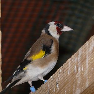 European goldfinch/ Carduelis carduelis