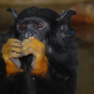Red-handed tamarin/ Saguinus midas