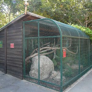 Cotton-top tamarin enclosure