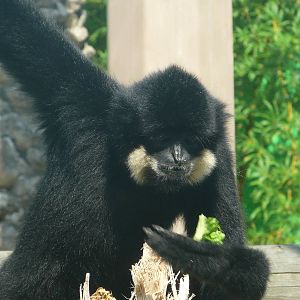 Buff-cheeked gibbon/ Nomascus gabriellae