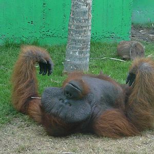 Orangutan/ Pongo pygmaeus