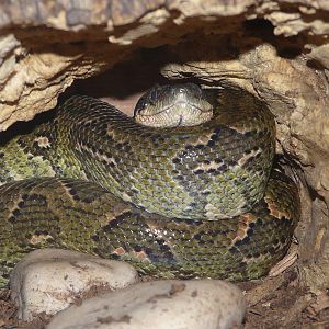 Madagascar tree boa/ Sanzinia madagascariensis