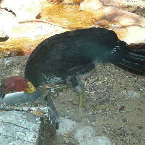 Australian brush turkey/ Alectura lathami lathami