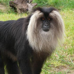 Lion-tailed macaque/ Macaca silenus