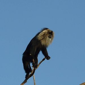 Lion-tailed macaque/ Macaca silenus