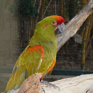 Red-fronted macaw/ Ara rubrogenys