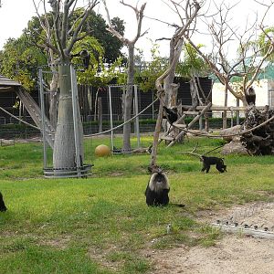 Lion-tailed macaques enclosure