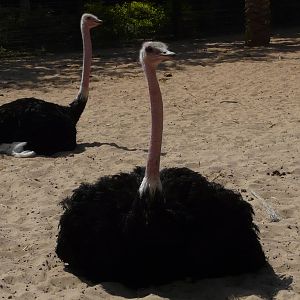 Red-necked ostrich/ Struthio camelus camelus