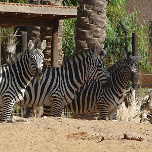 Grant`s zebra/ Equus burchellii boehmi