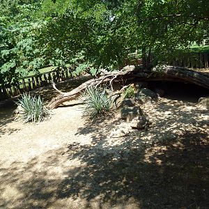 African Journey - Spur-Thighed Tortoise Exhibit