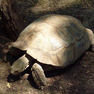 African Journey - Spur-Thighed Tortoise