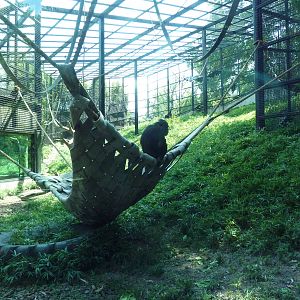 African Journey - Chimpanzee Exhibit