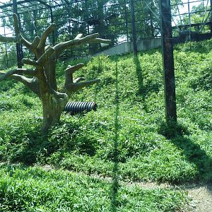 African Journey - Chimpanzee Exhibit