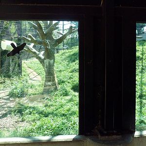 African Journey - Chimpanzee Exhibit