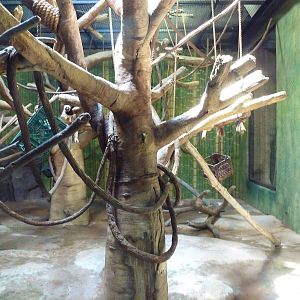 African Journey - Coquerel's Sifaka Exhibit