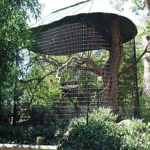 African Journey - Red Ruffed Lemur Exhibit