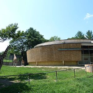 African Journey - Giraffe Exhibit