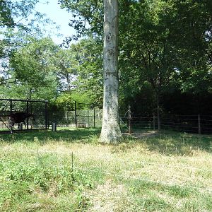 African Journey - Okapi Exhibit