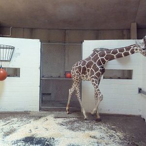 African Journey - Giraffe Stall