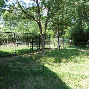 African Journey - Okapi Exhibit