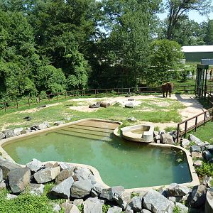 African Journey - Elephant Exhibit