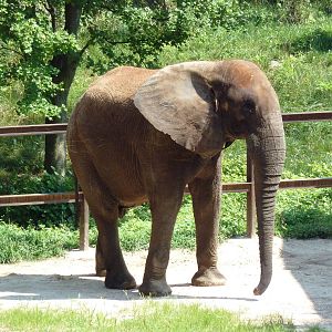 African Journey - Elephant