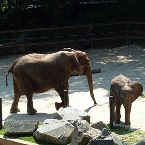 African Journey - Elephants