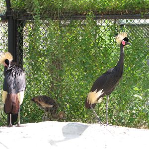 Black crowned-crane