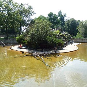African Journey - Black-Footed Penguin/White-Breasted Cormorant Exhibit