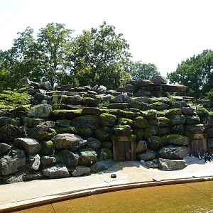 African Journey - Black-Footed Penguin/White-Breasted Cormorant Exhibit