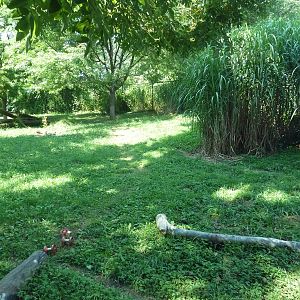 African Journey - Cheetah Exhibit