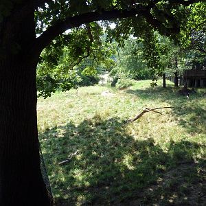 African Journey - Addra Gazelle/Kudu/Saddle-Billed Stork Exhibit