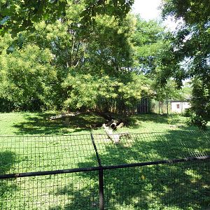 African Journey - Cheetah Exhibit