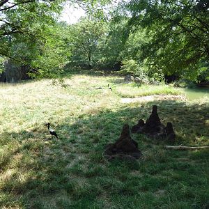 African Journey - Addra Gazelle/Kudu/Saddle-Billed Stork Exhibit